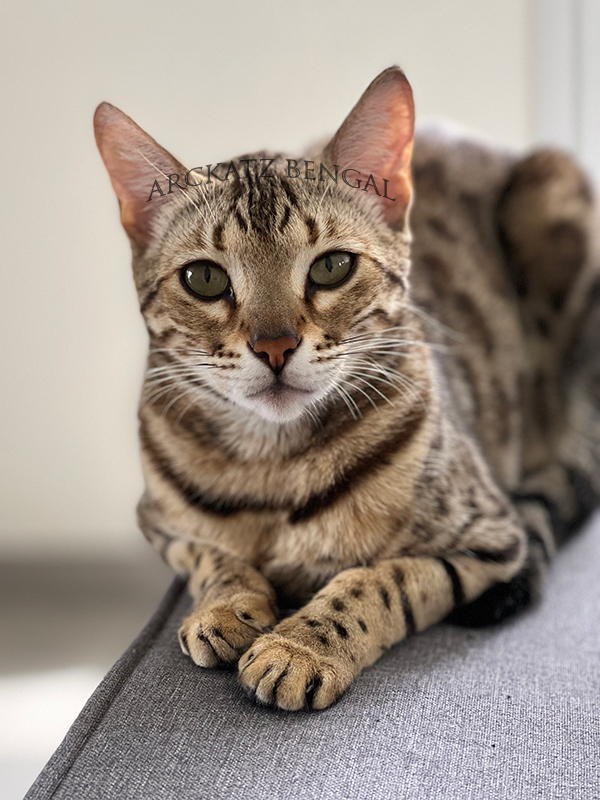 Symphony des Griffes de Feu